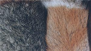 Dubbing Furs/ Australian Opossum, Muskrat Belly & Beaver