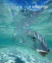1216/Fly-Fishing-For-Bonefish-New-