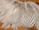 1470/Silver-Pheasant-Feathers