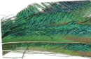 1666/Peacock-Swords