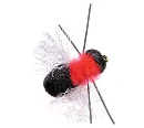 5341/Umpqua-Fathead-Beetle